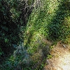 Plants: image 67 Of 208 Thumb